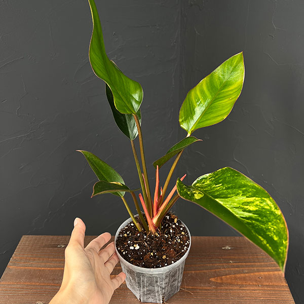 フィロデンドロン:レッドコンゴ バリエガータ 4号鉢植え