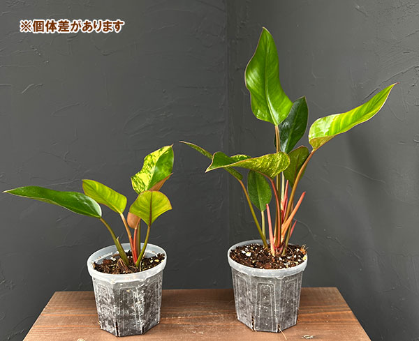フィロデンドロン:レッドコンゴ バリエガータ 4号鉢植え