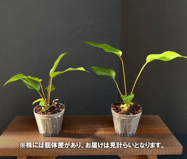 アンスリウム：フーケリー（斑入り）3号ネガミエル