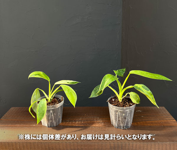 フィロデンドロン：ジョセボーノ（斑入り）　2.5号ポット