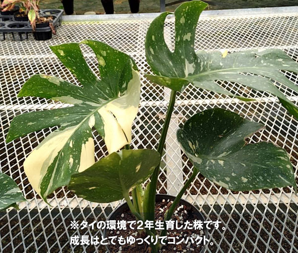 モンステラ:タイコンステレーション コンパクタ 3号ポット