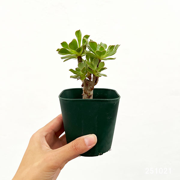 サンシモン:カナリエンシス(緑)3号ポット
