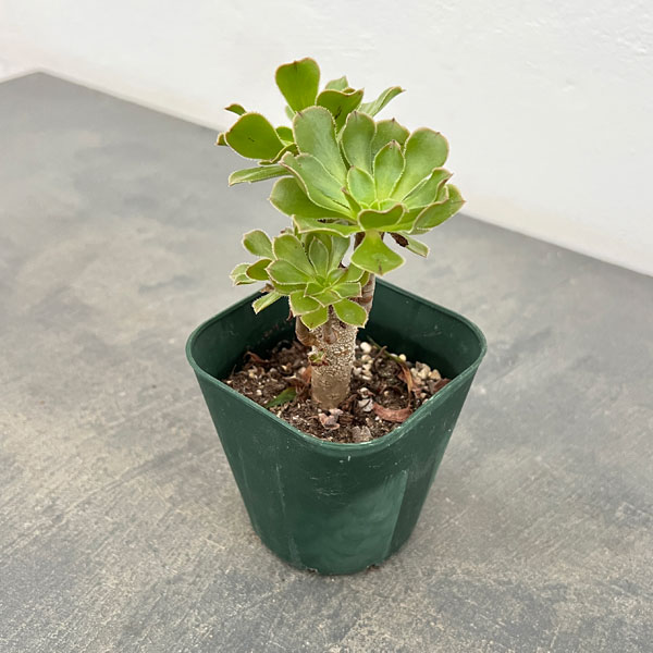 サンシモン:カナリエンシス(緑)3号ポット