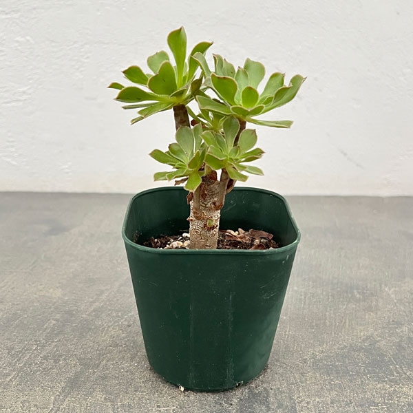 サンシモン:カナリエンシス(緑)3号ポット