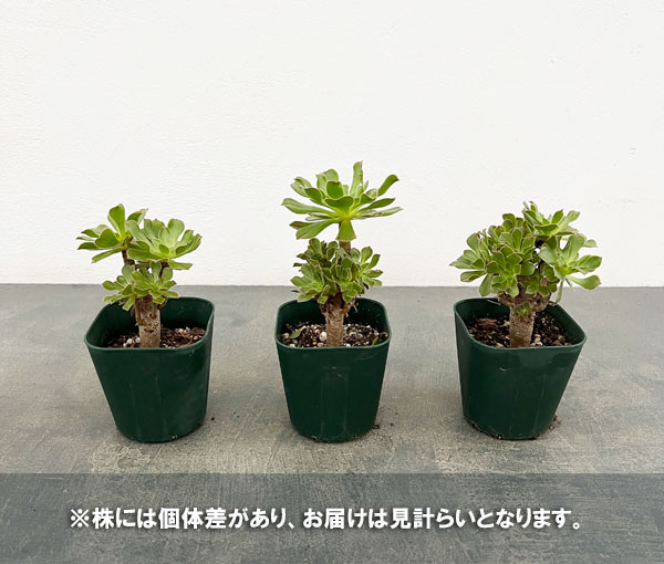 サンシモン:カナリエンシス(緑)3号ポット