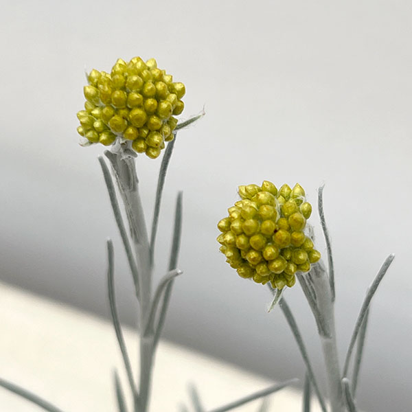 ヘリクリサム：シアンスチャニカム2.5～3号ポット 2株セット