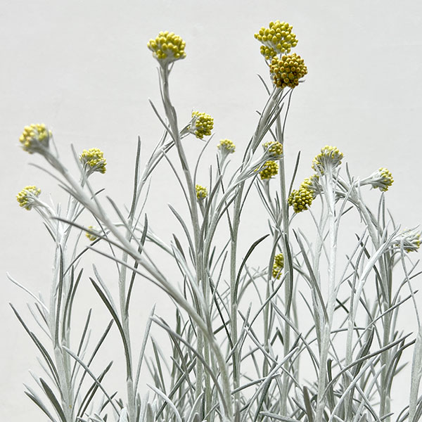 ヘリクリサム：シアンスチャニカム2.5～3号ポット 2株セット