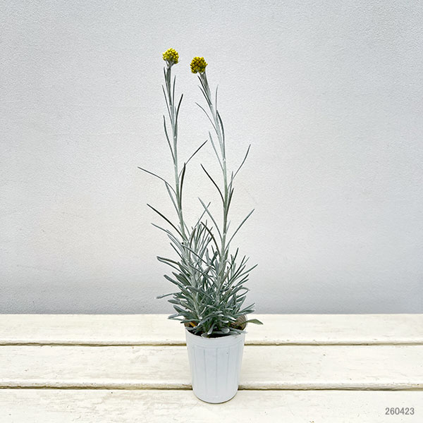 ヘリクリサム：シアンスチャニカム2.5～3号ポット 2株セット