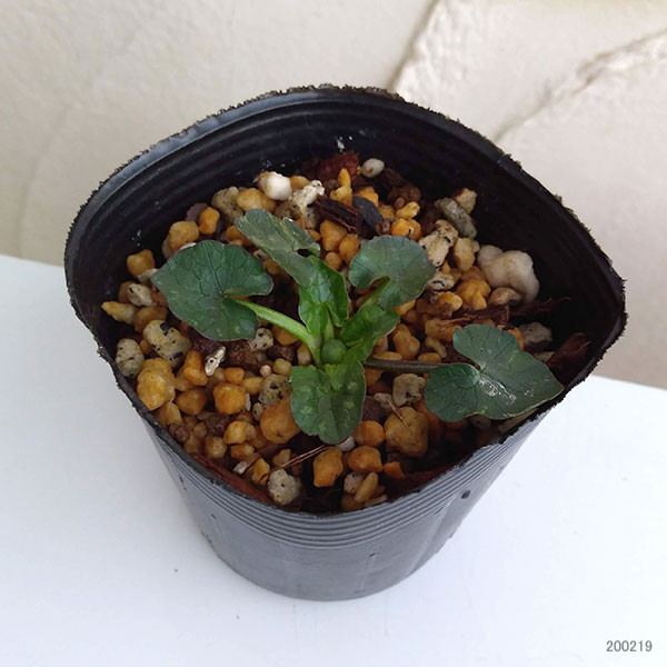 ヒメリュウキンカ：フライドエッグ2.5号ポット