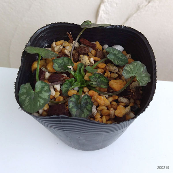 ヒメリュウキンカ：クイレット2.5号ポット