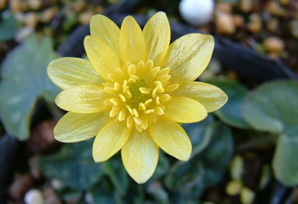 ヒメリュウキンカ：ライムライト2.5号ポット