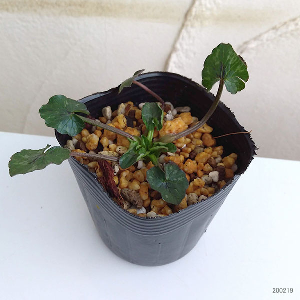 ヒメリュウキンカ：ライムライト2.5号ポット