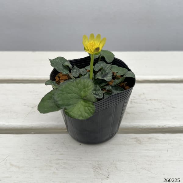 ヒメリュウキンカ:コーヒークリーム2.5号ポット 2株セット