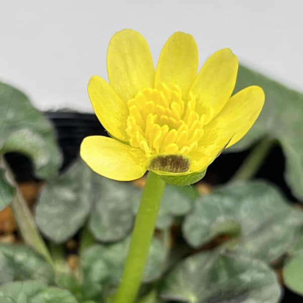 ヒメリュウキンカ:コーヒークリーム2.5号ポット 2株セット