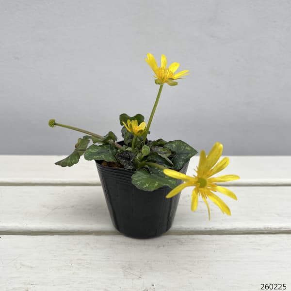 ヒメリュウキンカ：カッパーノブ2.5号ポット