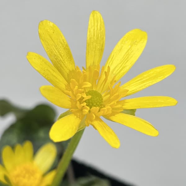 ヒメリュウキンカ：カッパーノブ2.5号ポット