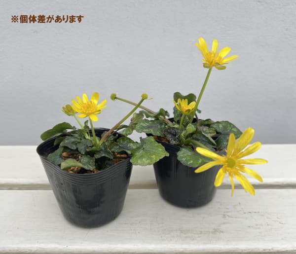 ヒメリュウキンカ：カッパーノブ2.5号ポット