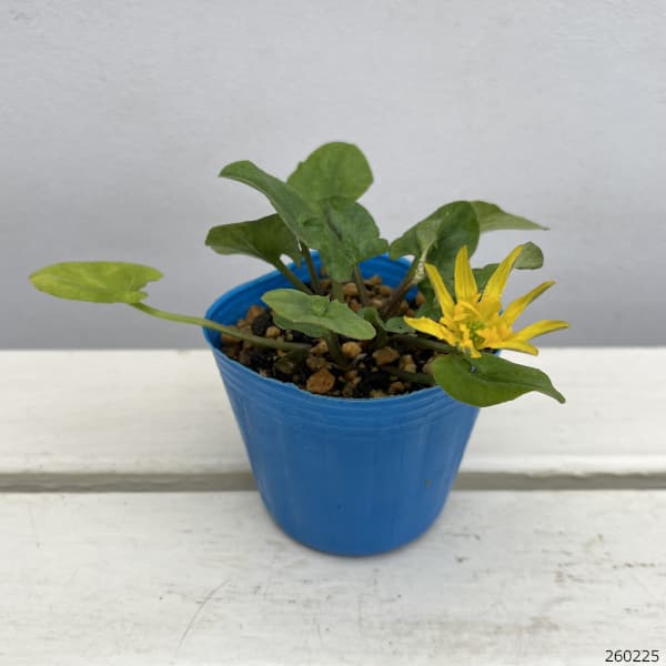 リュウキンカ:大輪姫リュウキンカ マヨール3号ポット