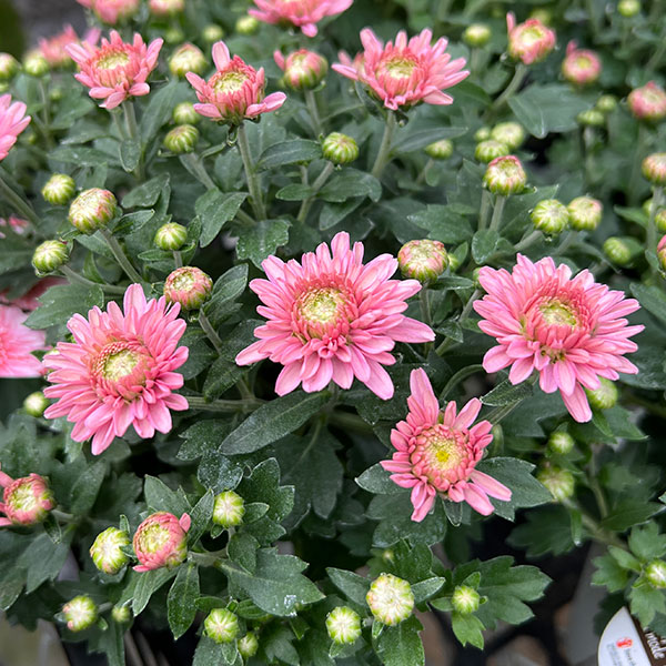 ポットクリサンセマム・アラモード サーモン4号鉢入り