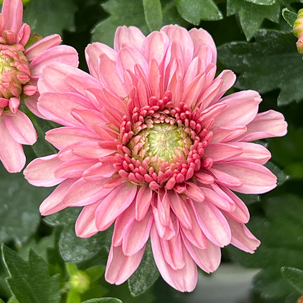 ポットクリサンセマム・アラモード サーモン4号鉢入り