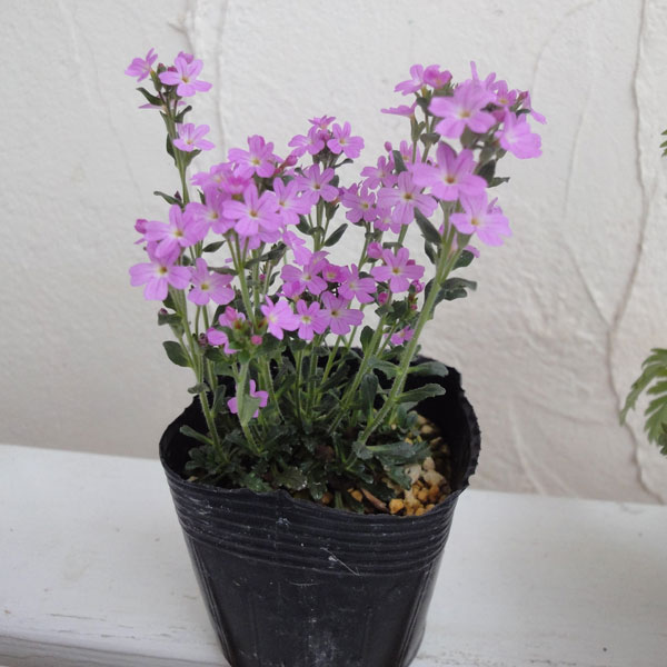 イワカラクサ：桃花2.5～3号ポット