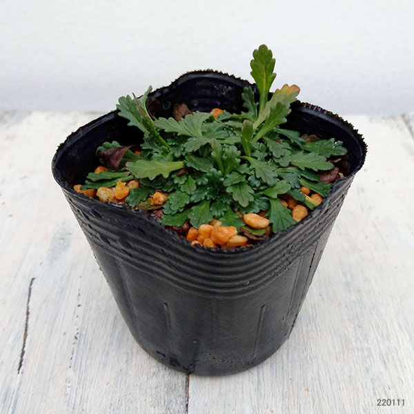 イワカラクサ：桃花2.5～3号ポット