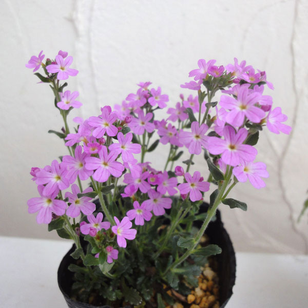 イワカラクサ：桃花2.5～3号ポット