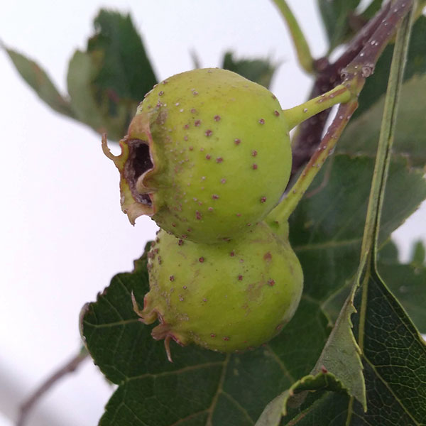 サンザシ（大実山査子）：大紅 5号ポット