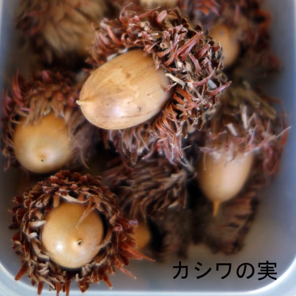カシワ(柏)4号ポット