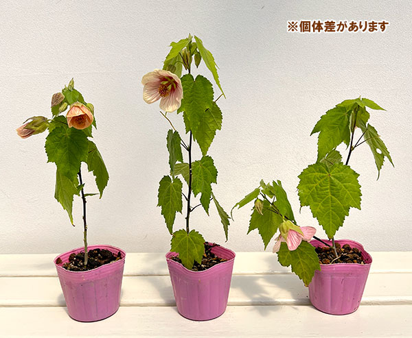 アブチロン:さくら3号ポット 3株セット