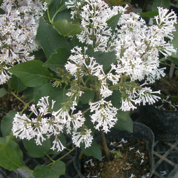 [26年2月中下旬予約]ヒメライラック（わい性ライラック）：ミスキム4～4.5号ポット