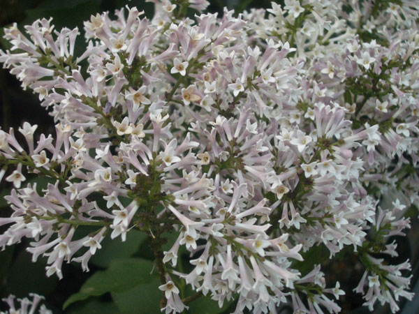 [26年2月中下旬予約]ヒメライラック（わい性ライラック）：ミスキム4～4.5号ポット