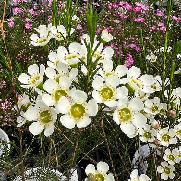 ワックスフラワー:白花5号ポット