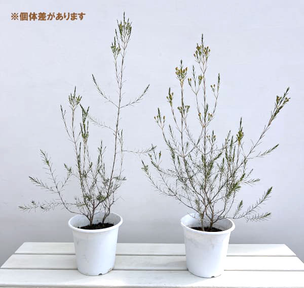ワックスフラワー：白花5号ポット