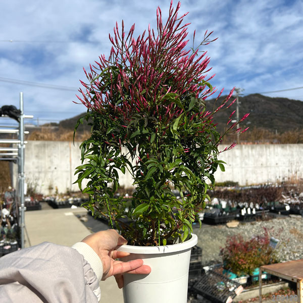 ハゴロモジャスミン（羽衣ジャスミン）5号鉢植え