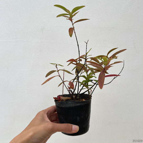 ビヨウヤナギ3号ポット（ヒペリカム：シネンシス）