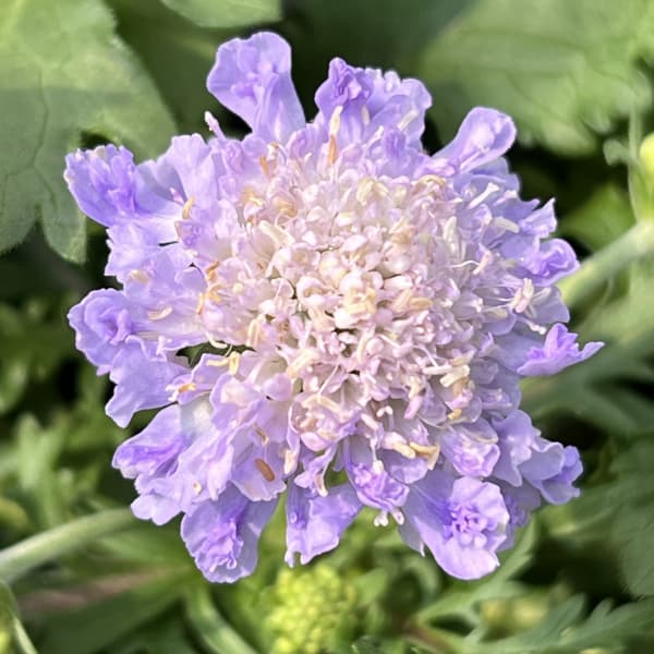 スカビオサ：ブルーノート3-3.5号ポット