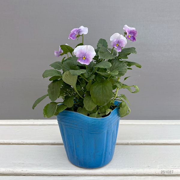 ビオラ:2色植え ソルベ(オーキッドローズビーコン&ピンクウィング)3.5号ポット