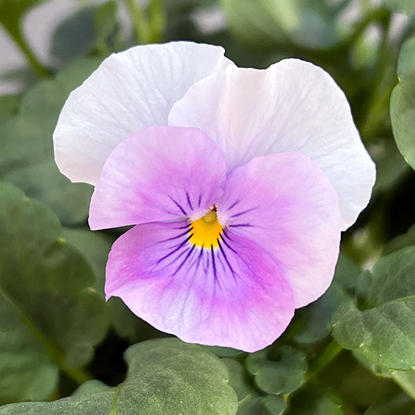 ビオラ:2色植え ソルベ(オーキッドローズビーコン&ピンクウィング)3.5号ポット