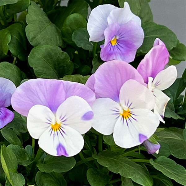 ビオラ:2色植え ソルベ(オーキッドローズビーコン&ピンクウィング)3.5号ポット