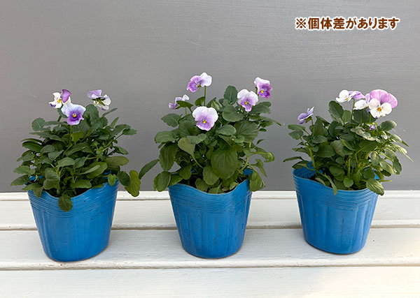 ビオラ:2色植え ソルベ(オーキッドローズビーコン&ピンクウィング)3.5号ポット