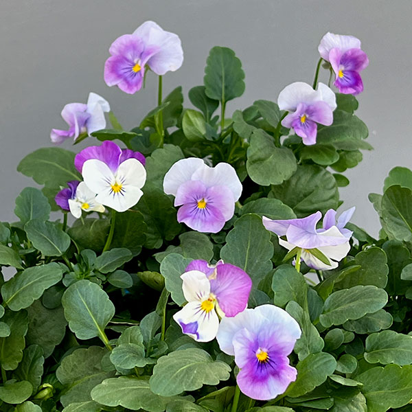 ビオラ:2色植え ソルベ(オーキッドローズビーコン&ピンクウィング)3.5号ポット