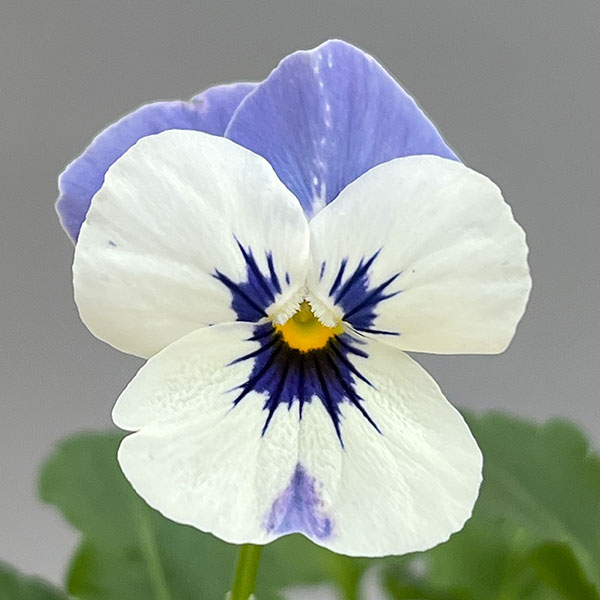 ビオラ:2色植え ソルベXP(デルフトブルー&ラズベリー)3.5号ポット