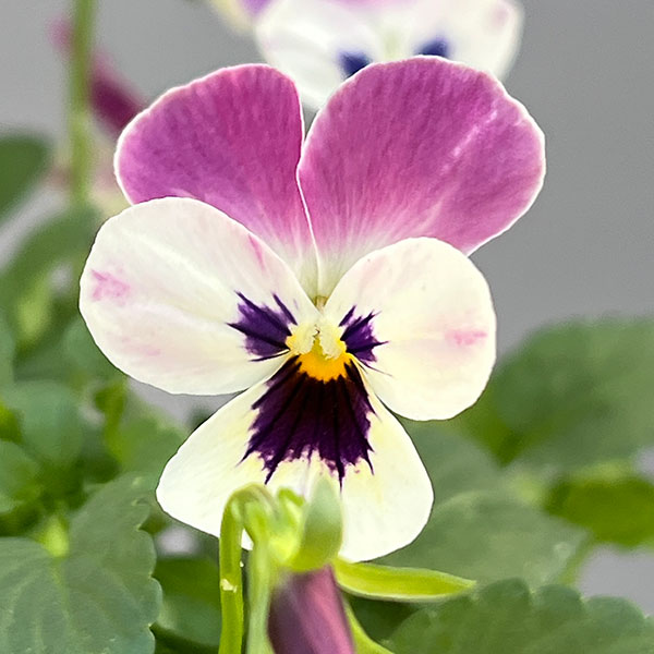 ビオラ:2色植え ソルベXP(デルフトブルー&ラズベリー)3.5号ポット