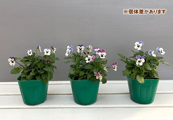 ビオラ:2色植え ソルベXP(デルフトブルー&ラズベリー)3.5号ポット