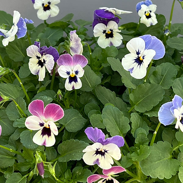 ビオラ:2色植え ソルベXP(デルフトブルー&ラズベリー)3.5号ポット