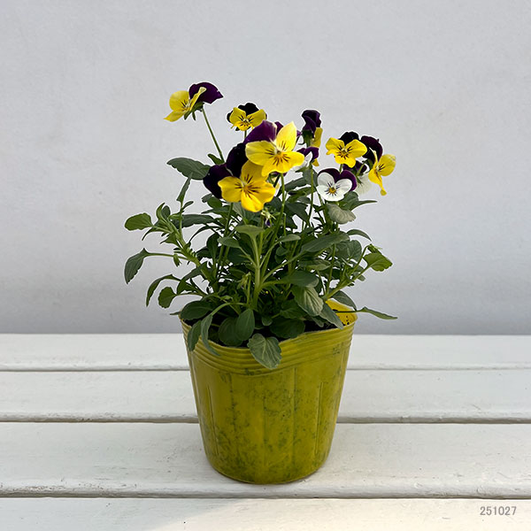ビオラ:2色植え ソルベXP(イエロージャンプアップ&ホワイトジャンプアップ)3.5号ポット