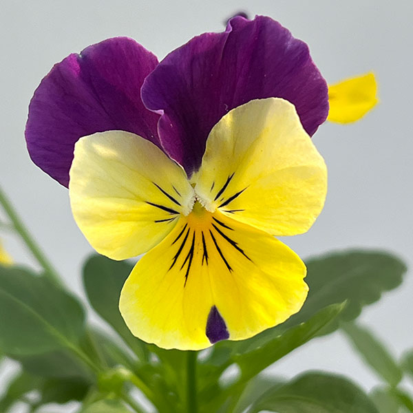 ビオラ:2色植え ソルベXP(イエロージャンプアップ&ホワイトジャンプアップ)3.5号ポット