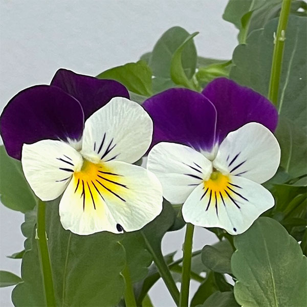 ビオラ:2色植え ソルベXP(イエロージャンプアップ&ホワイトジャンプアップ)3.5号ポット