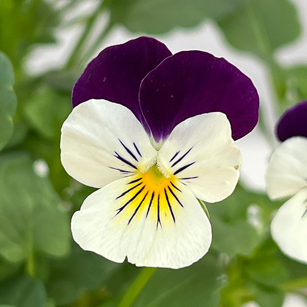 ビオラ:2色植え ソルベXP(イエロージャンプアップ&ホワイトジャンプアップ)3.5号ポット